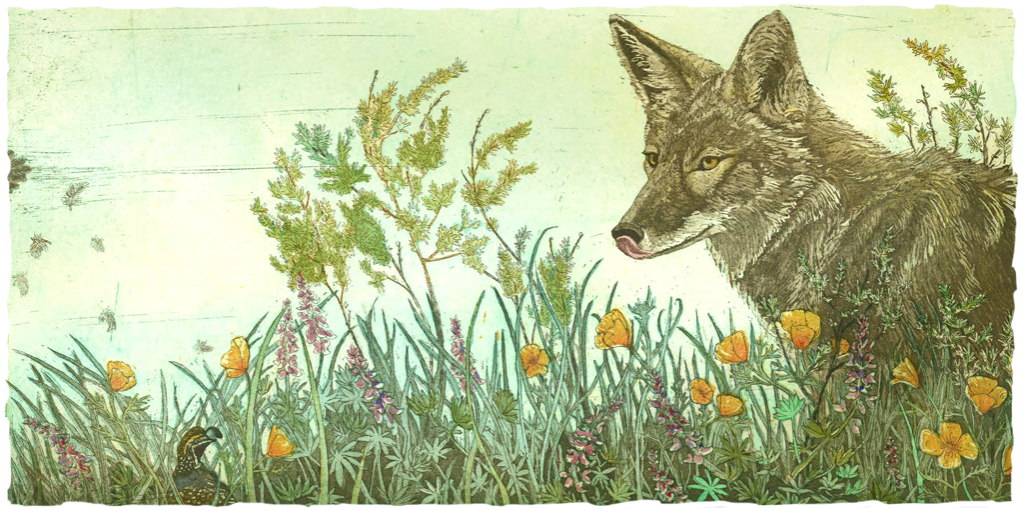 Why Spring Coyote? - Spring Coyote Ranch